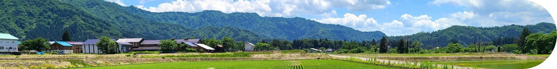 京丹波で広がる山ブキ栽培