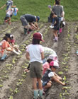 あぐりキッズスクールで白菜苗を植える子どもたち（八木・亀岡会場
