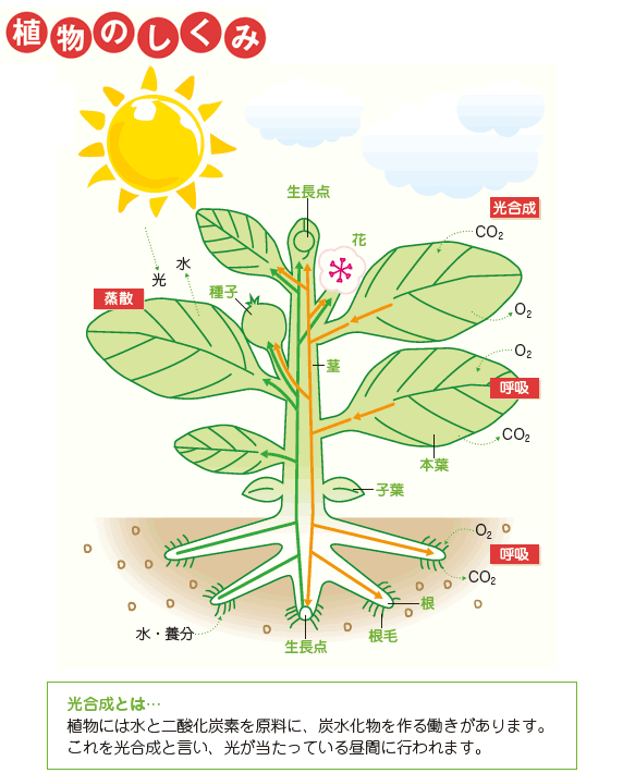 植物のしくみ について 公式 ｊａ京都 暮らしのなかにｊａを