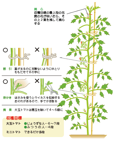 トマト キュウリ の栽培について 公式 ｊａ京都 暮らしのなかにｊａを