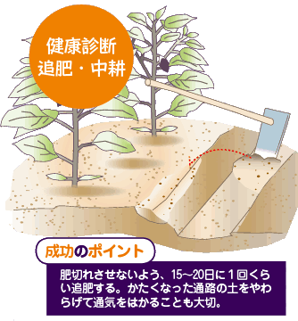 ナス ピーマン の栽培について 公式 ｊａ京都 暮らしのなかにｊａを