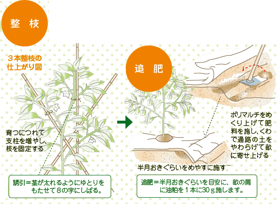 ナス ピーマン の栽培について 公式 ｊａ京都 暮らしのなかにｊａを