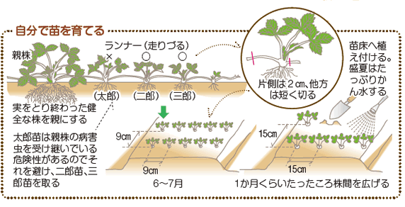 イチゴ の栽培について 公式 ｊａ京都 暮らしのなかにｊａを
