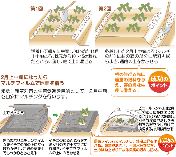 イチゴ の栽培について 公式 ｊａ京都 暮らしのなかにｊａを