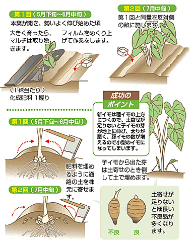 サトイモ の栽培について 公式 ｊａ京都 暮らしのなかにｊａを