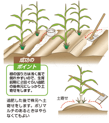 トウモロコシ の栽培について 公式 ｊａ京都 暮らしのなかにｊａを