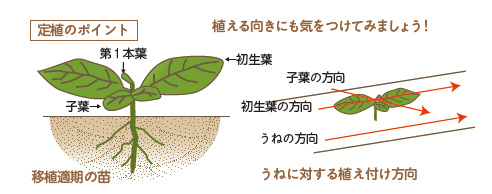 黒大豆 の栽培について 公式 ｊａ京都 暮らしのなかにｊａを