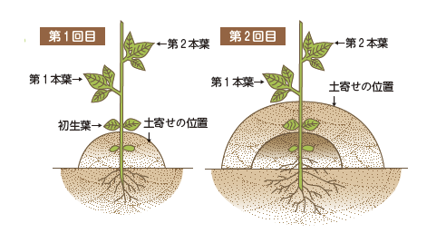 黒大豆 の栽培について 公式 ｊａ京都 暮らしのなかにｊａを