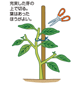 ナス の栽培について 公式 ｊａ京都 暮らしのなかにｊａを
