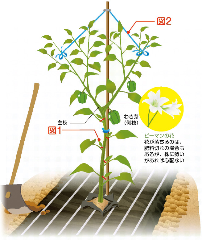 ピーマン の栽培について 公式 ｊａ京都 暮らしのなかにｊａを