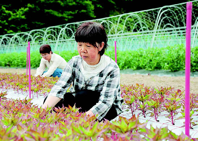 複合経営にケイトウ栽培を提案 公式 ｊａ京都 暮らしのなかにｊａを
