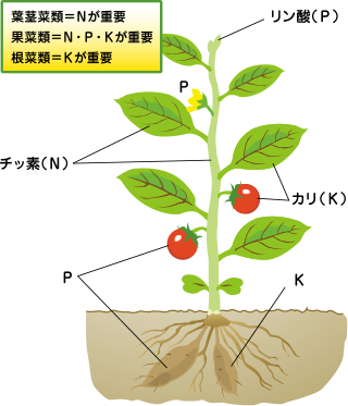肥料のはたらき について 公式 ｊａ京都 暮らしのなかにｊａを