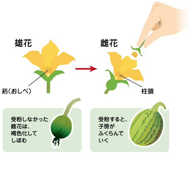 小玉スイカ の栽培について 公式 ｊａ京都 暮らしのなかにｊａを