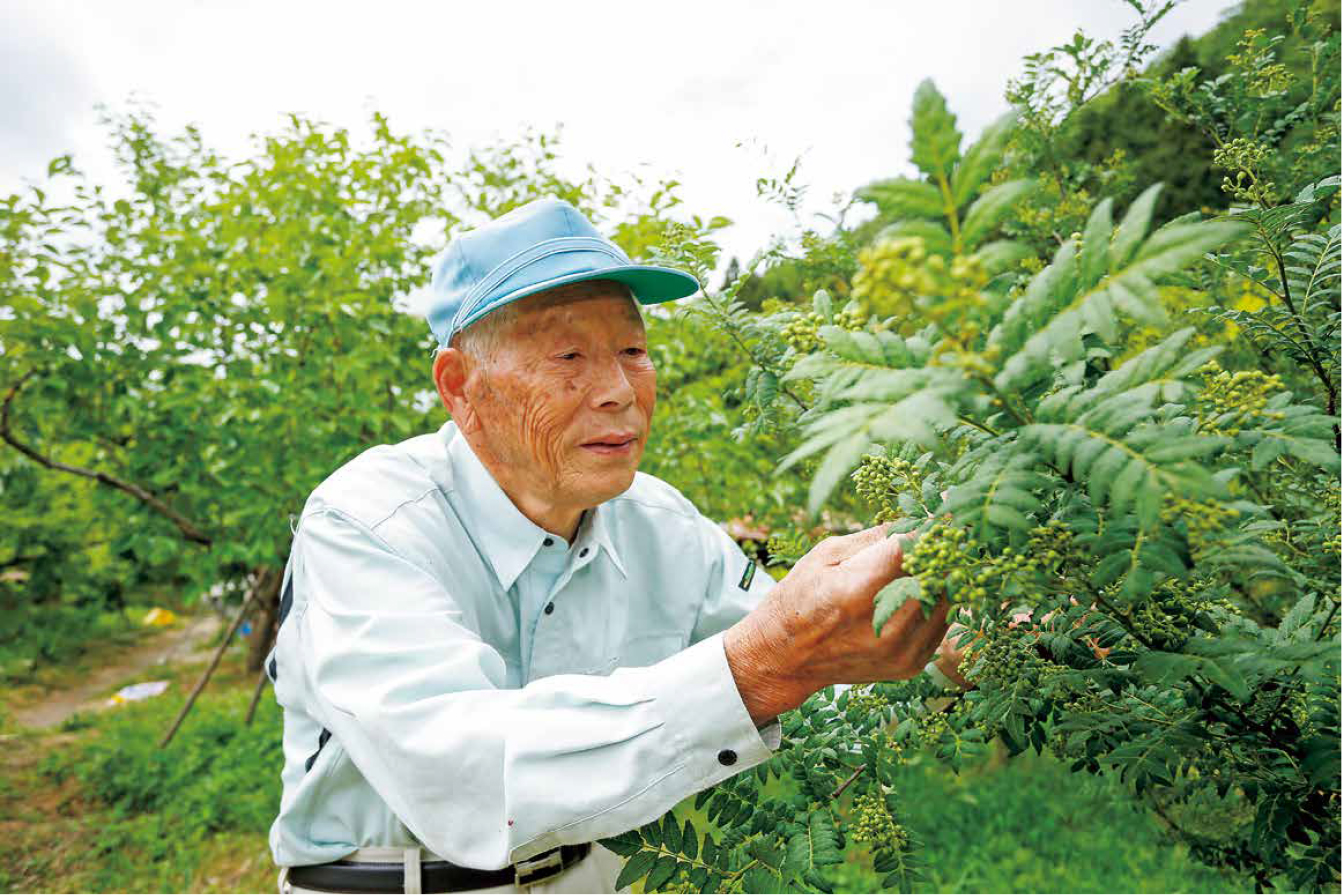 山椒を組み入れ 農家所得の向上へ 公式 ｊａ京都 暮らしのなかにｊａを