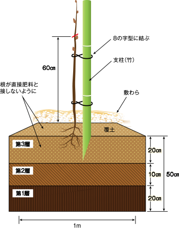 栗 の 栽培について 公式 ｊａ京都 暮らしのなかにｊａを