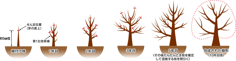 栗 の 栽培について 公式 ｊａ京都 暮らしのなかにｊａを