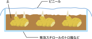 ショウガ の栽培について 公式 ｊａ京都 暮らしのなかにｊａを