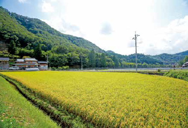 土作りをした杉本さんの田んぼでは、稲の姿勢が良く、倒伏がない