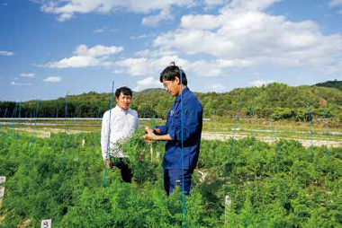 丹後農研の研究ほ場でニンジンの生育を確かめる・藤原部会長と熊谷主任