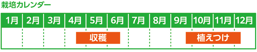 栽培カレンダー